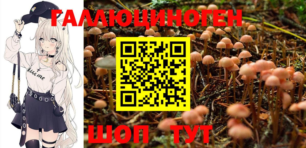 Галлюциногенные грибы Psilocybe Лангепас